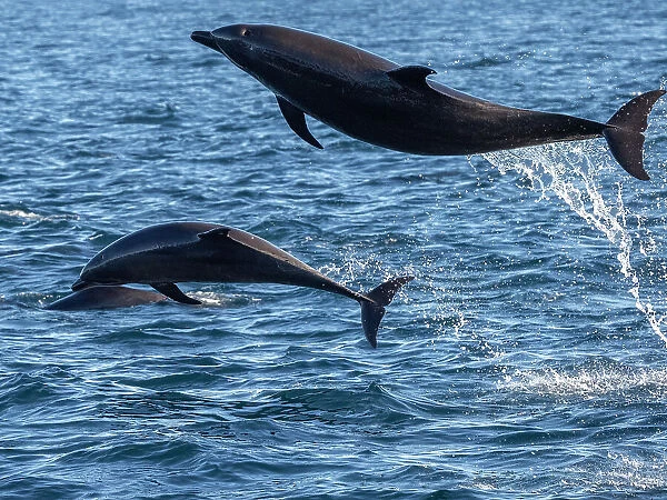 Adult common bottlenose dolphins (Tursiops truncatus), leaping off Isla San Jose, Baja California Sur, Mexico, North America