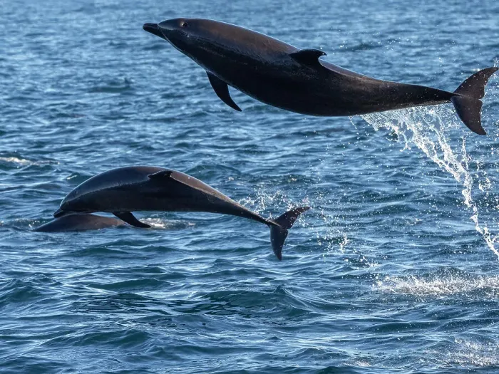 Framed Print : Adult common bottlenose dolphins (Tursiops truncatus), leaping off Isla San Jose, Baja California Sur, Mexico, North America Framed Print : Adult common bottlenose dolphins (Tursiops truncatus), leaping off Isla San Jose, Baja California Sur, Mexico, North America