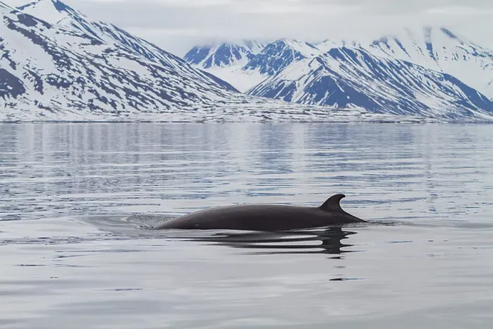 Framed Print : Adult common (northern) minke whale (Balaenoptera acutorostrata) sub-surface feeding in the Svalbard Archipelago, Norway Framed Print : Adult common (northern) minke whale (Balaenoptera acutorostrata) sub-surface feeding in the Svalbard Archipelago, Norway