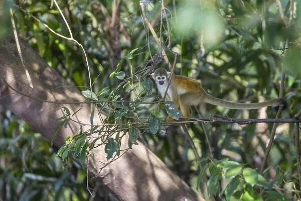 Adult common squirrel monkey (Saimiri sciureus), in the Pacaya-Samiria Nature Reserve