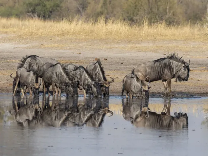 Framed Print : Adult common wildebeest (Connochaetes taurinus), drinking near the Lukosi River Framed Print : Adult common wildebeest (Connochaetes taurinus), drinking near the Lukosi River