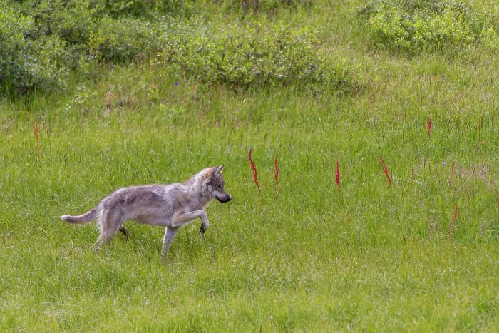 Framed Print : Adult coyote (Canis latrans) in Denali National Park, Alaska, United States of America Framed Print : Adult coyote (Canis latrans) in Denali National Park, Alaska, United States of America