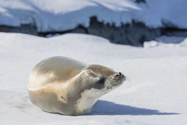 An adult crabeater seal (Lobodon carcinophaga), hauled out on sea ice in the Useful