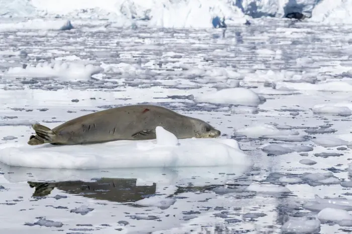 Framed Print : An adult crabeater seal (Lobodon carcinophaga), hauled out on the ice in Paradise Bay Framed Print : An adult crabeater seal (Lobodon carcinophaga), hauled out on the ice in Paradise Bay