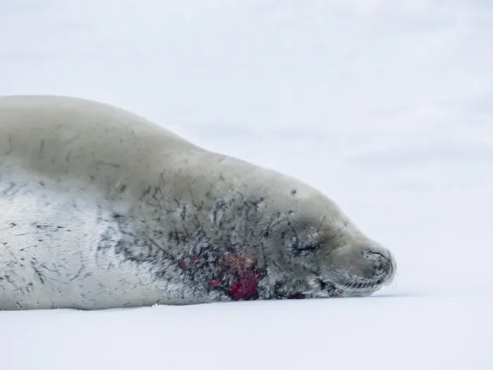 Framed Print : Adult crabeater seal (Lobodon carcinophaga), on ice at sea to Peter I Island, Antarctica, Polar Regions Framed Print : Adult crabeater seal (Lobodon carcinophaga), on ice at sea to Peter I Island, Antarctica, Polar Regions