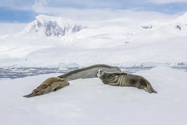 Adult crabeater seals (Lobodon carcinophaga) resting on ice floe in Neko Harbor, Antarctica, Polar Regions