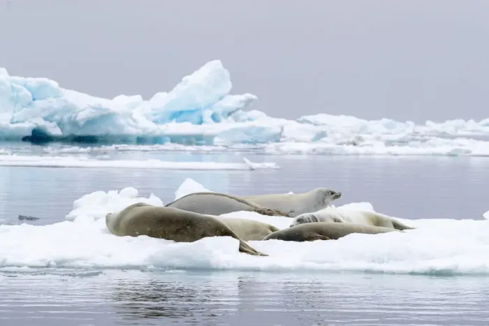 Framed Print : Adult crabeater seals (Lobodon carcinophaga), hauled out on the ice in Antarctic Sound