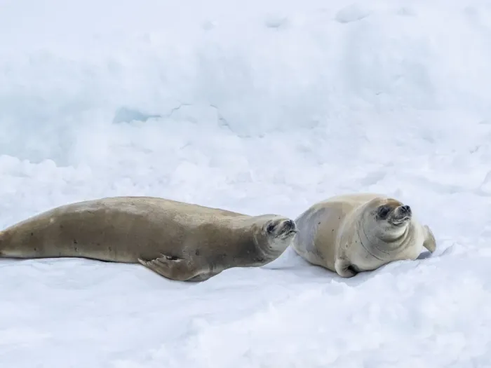 Framed Print : Adult crabeater seals (Lobodon carcinophaga), on ice in the Lemaire Channel, Antarctica, Polar Regions Framed Print : Adult crabeater seals (Lobodon carcinophaga), on ice in the Lemaire Channel, Antarctica, Polar Regions