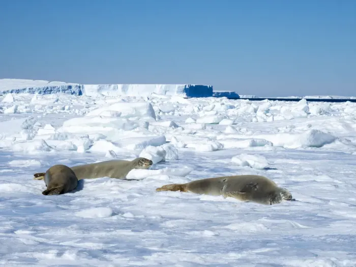 Framed Print : Adult crabeater seals (Lobodon carcinophaga), on ice near Snow Hill Island, Weddell Sea, Antarctica, Polar Regions Framed Print : Adult crabeater seals (Lobodon carcinophaga), on ice near Snow Hill Island, Weddell Sea, Antarctica, Polar Regions