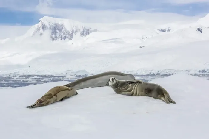 Framed Print : Adult crabeater seals (Lobodon carcinophaga) resting on ice floe in Neko Harbor, Antarctica, Polar Regions Framed Print : Adult crabeater seals (Lobodon carcinophaga) resting on ice floe in Neko Harbor, Antarctica, Polar Regions