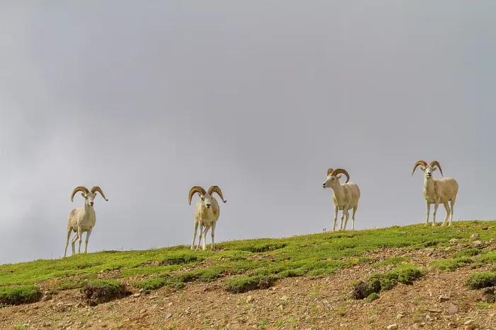 Framed Print : Adult Dall sheep (Ovis dalli) in Denali National Park, Alaska, United States of America Framed Print : Adult Dall sheep (Ovis dalli) in Denali National Park, Alaska, United States of America