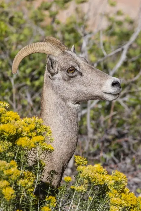 Framed Print : Adult desert bighorn sheep (Ovis canadensis), Zion National Park, Utah, United States of America, North America