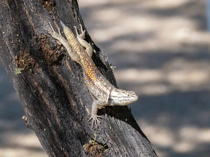 Framed Print : An adult desert spiny lizard (Sceloporus magister), Brandi Fenton Park, Tucson, Arizona, United States of America, North America Framed Print : An adult desert spiny lizard (Sceloporus magister), Brandi Fenton Park, Tucson, Arizona, United States of America, North America