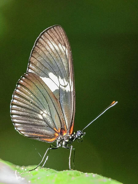 An adult doris longwing butterfly (Heliconius doris) perched in a tree at Playa Blanca, Costa Rica, Central America