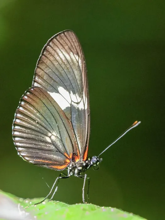 Framed Print : An adult doris longwing butterfly (Heliconius doris) perched in a tree at Playa Blanca, Costa Rica, Central America
