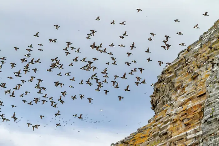 Framed Print : Adult dovekies (Little Auk) (Alle alle) in flight at Rubini Rock, Tikhaya Bay on Hooker Island in Franz Josef Land, Russia, Arctic Ocean, Eurasia Framed Print : Adult dovekies (Little Auk) (Alle alle) in flight at Rubini Rock, Tikhaya Bay on Hooker Island in Franz Josef Land, Russia, Arctic Ocean, Eurasia