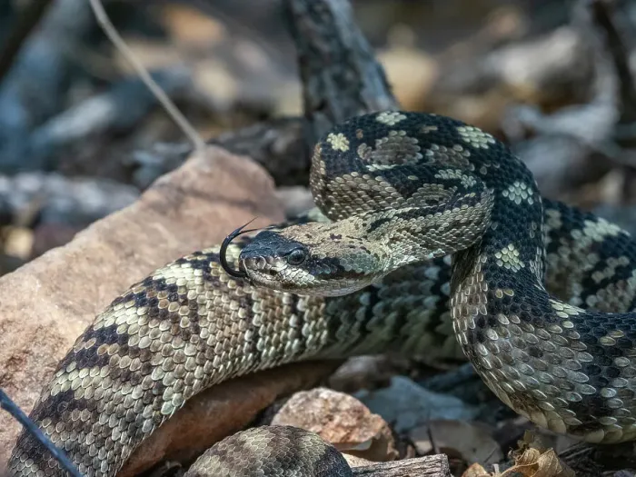 Framed Print : An adult Eastern black-tailed rattlesnake (Crotalus ornatus), Big Bend National Park, Texas, United States of America, North America