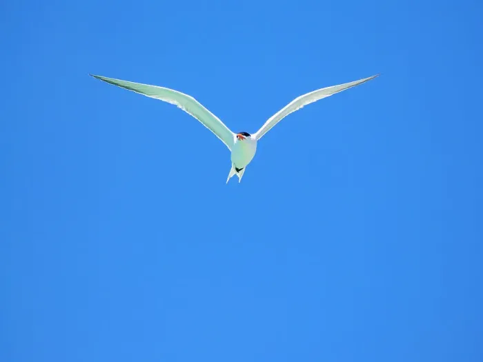 Framed Print : Adult elegant tern (Thalasseus elegans), looking for fish on Isla Carmen, Baja California Sur, Sea of Cortez, Mexico, North America Framed Print : Adult elegant tern (Thalasseus elegans), looking for fish on Isla Carmen, Baja California Sur, Sea of Cortez, Mexico, North America