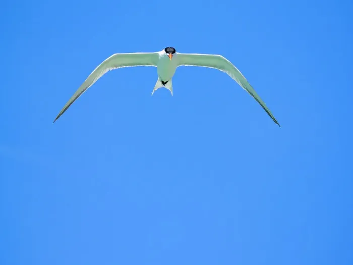 Framed Print : Adult elegant tern (Thalasseus elegans), looking for fish on Isla Carmen, Baja California Sur, Sea of Cortez, Mexico, North America Framed Print : Adult elegant tern (Thalasseus elegans), looking for fish on Isla Carmen, Baja California Sur, Sea of Cortez, Mexico, North America