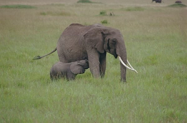 Adult elephant and calf