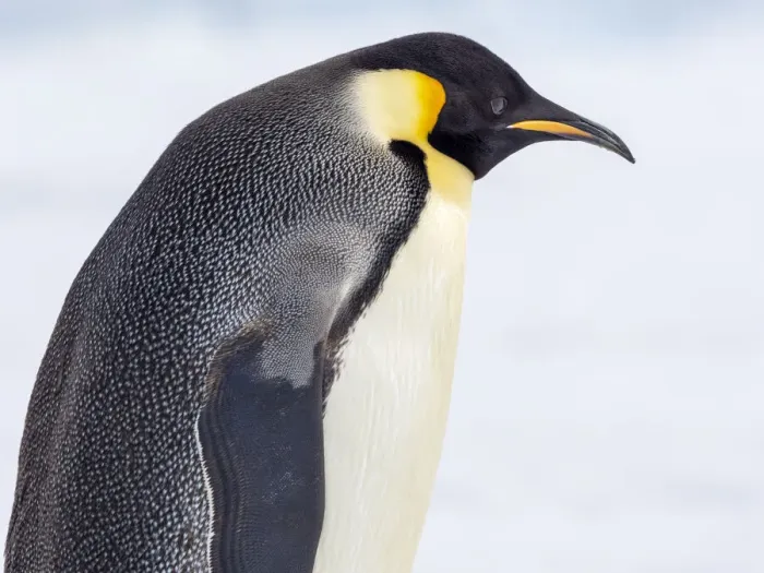 Framed Print : An adult emperor penguin (Aptenodytes forsteri), on the ice near Snow Hill Island, Weddell Sea, Antarctica, Polar Regions Framed Print : An adult emperor penguin (Aptenodytes forsteri), on the ice near Snow Hill Island, Weddell Sea, Antarctica, Polar Regions