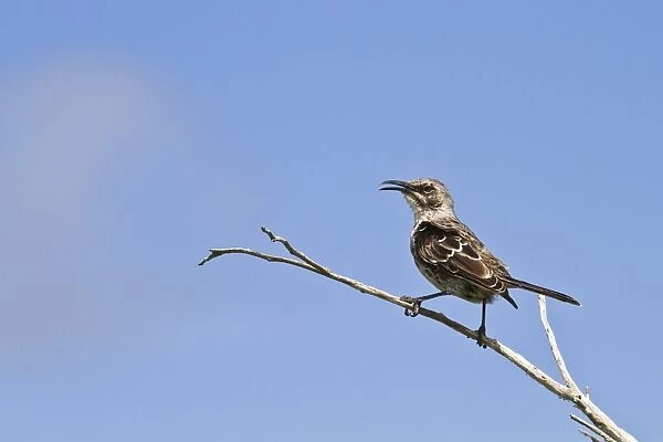 Adult Espanola mockingbird (Hood mockingbird) (Mimus macdonaldi), Espanola Island, Galapagos Islands, Ecuador, South America