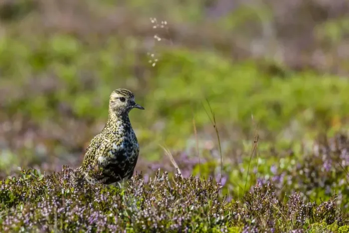 Framed Print : An adult Eurasian golden plover (Pluvialis apricaria), near Eldborg Volcanic Crater Framed Print : An adult Eurasian golden plover (Pluvialis apricaria), near Eldborg Volcanic Crater