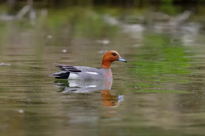 Framed Print : Adult Eurasian Wigeon (Anas penelope) in breeding plumage on Lake Myvatn, Iceland Framed Print : Adult Eurasian Wigeon (Anas penelope) in breeding plumage on Lake Myvatn, Iceland