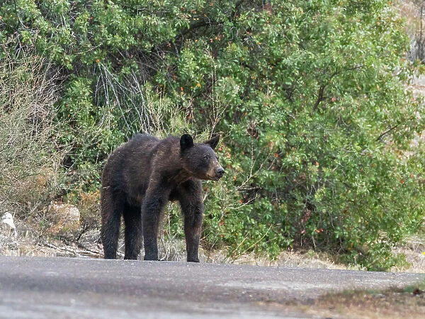An adult female American black bear (Ursus americanus), Big Bend National Park, Texas, United States of America, North America