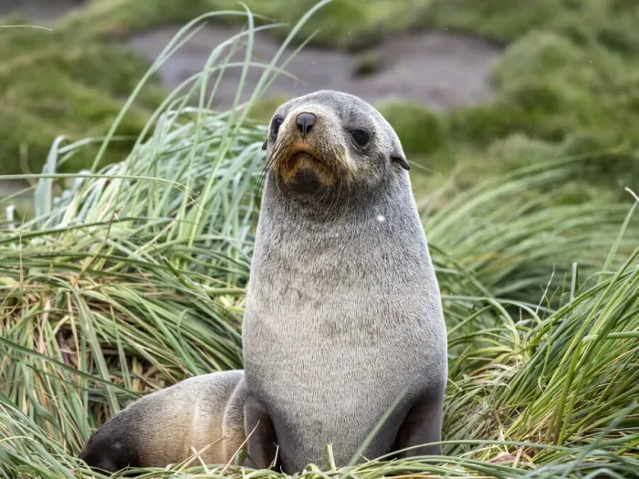 Framed Print : An adult female Antarctic fur seal (Arctocephalus gazella), in Moltke Harbor, South Georgia, South Atlantic, Polar Regions Framed Print : An adult female Antarctic fur seal (Arctocephalus gazella), in Moltke Harbor, South Georgia, South Atlantic, Polar Regions
