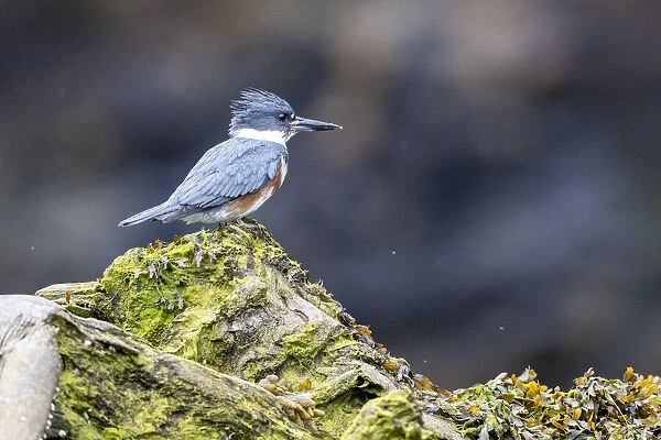 An adult female belted kingfisher (Megaceryle alcyon), Misty Fjords National Monument