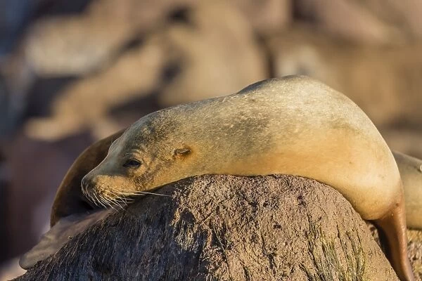Adult female California sea lion (Zalophus californianus), at Los Islotes, Baja California Sur