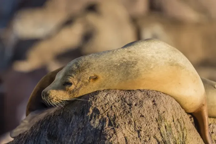Framed Print : Adult female California sea lion (Zalophus californianus), at Los Islotes, Baja California Sur Framed Print : Adult female California sea lion (Zalophus californianus), at Los Islotes, Baja California Sur