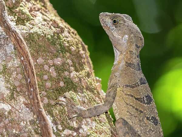 An adult female common basilisk (Basiliscus basiliscus) on a tree next to a stream in Caletas, Costa Rica, Central America