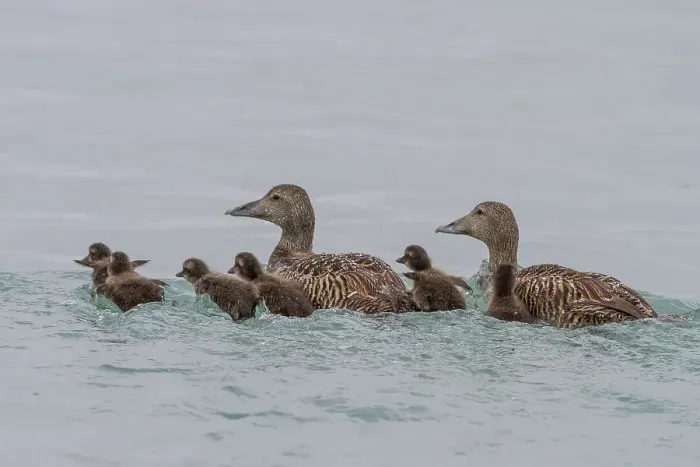 Framed Print : Adult female common eider ducks (Somateria mollissima) swimming with ducklings of Edgeoya in Svalbard, Norway, Arctic, Europe Framed Print : Adult female common eider ducks (Somateria mollissima) swimming with ducklings of Edgeoya in Svalbard, Norway, Arctic, Europe