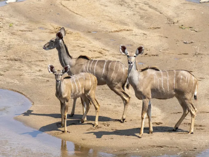 Framed Print : Adult female greater kudus (Tragelaphus strepsiceros), with young in the Save Valley Framed Print : Adult female greater kudus (Tragelaphus strepsiceros), with young in the Save Valley