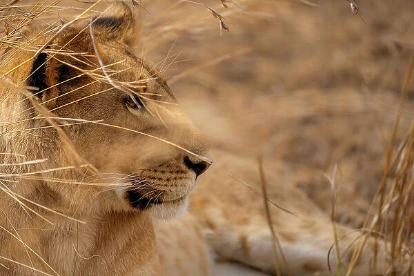 Adult female Lion (Panthera leo) in the Maasai Mara, Kenya, East Africa, Africa