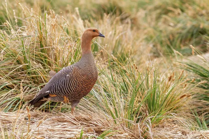 Framed Print : Adult female Magellan goose (upland goose) (Chloephaga picta), on New Island in the Falkland Islands, South Atlantic Ocean, South America Framed Print : Adult female Magellan goose (upland goose) (Chloephaga picta), on New Island in the Falkland Islands, South Atlantic Ocean, South America