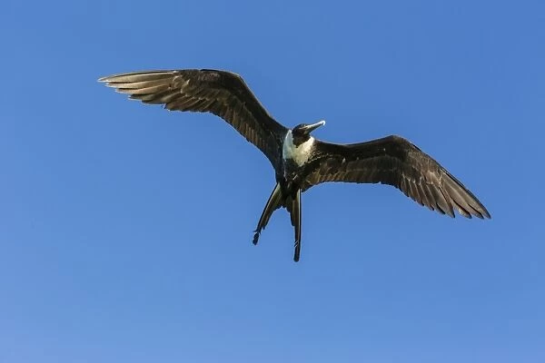 Adult female magnificent frigatebird (Fregata magnificens), San Gabriel Bay, Espiritu Santo Island