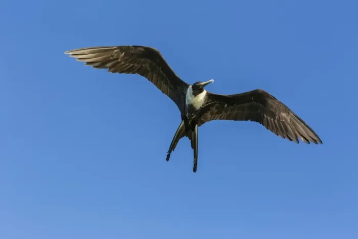 Framed Print : Adult female magnificent frigatebird (Fregata magnificens), San Gabriel Bay, Espiritu Santo Island Framed Print : Adult female magnificent frigatebird (Fregata magnificens), San Gabriel Bay, Espiritu Santo Island