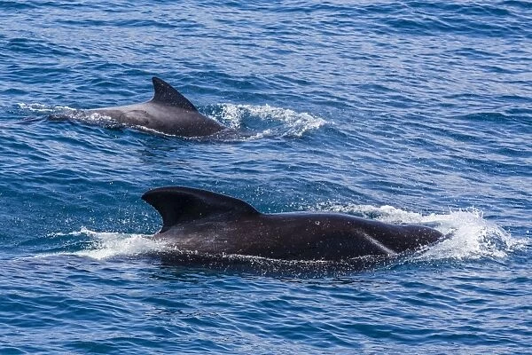 Adult female and male long-finned pilot whales (Globicephala melas), offshore near Doubtful Sound, South Island, New Zealand, Pacific
