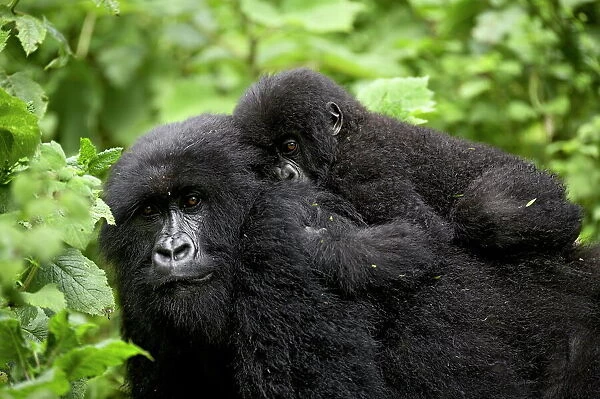 Adult female mountain gorilla