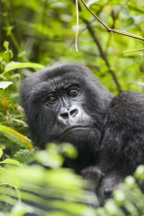Framed Print : Adult female mountain gorilla (Gorilla gorilla beringei) Framed Print : Adult female mountain gorilla (Gorilla gorilla beringei)