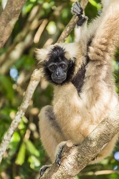 Adult female pileated gibbon (Hylobates pileatus) adopted by monks at Wat Hanchey, Kampong Cham Province, Cambodia, Indochina, Southeast Asia, Asia