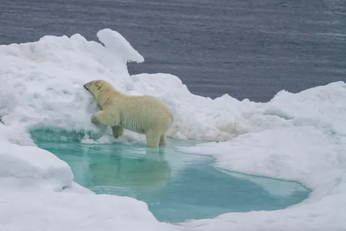 Framed Print : Adult female polar bear (Ursus maritimus) walking on multi-year ice floes in Franz Josef Land, Russia, Arctic Ocean, Eurasia Framed Print : Adult female polar bear (Ursus maritimus) walking on multi-year ice floes in Franz Josef Land, Russia, Arctic Ocean, Eurasia