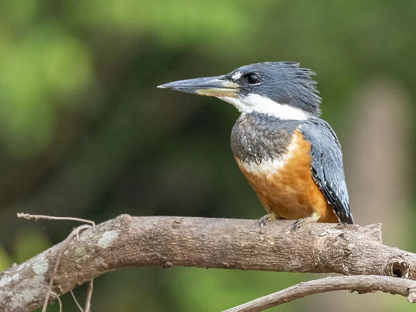Adult female ringed kingfisher (Megaceryle torquata), Rio Tres Irmao, Mata Grosso, Pantanal, Brazil, South America
