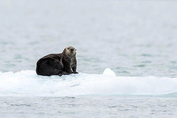 Adult female sea otter (Enhydra lutris), hauled out on ice in Glacier Bay National Park