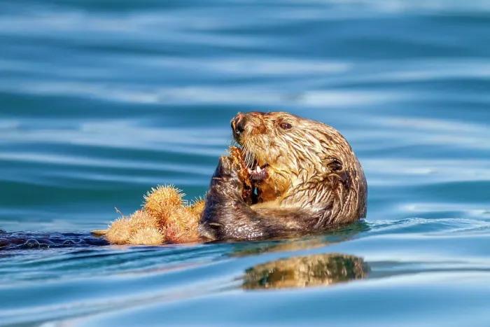 Framed Print : Adult female sea otter (Enhydra lutris kenyoni) eating urchins she has gathered off the sea floor in Inian Pass, Southeastern Alaska, Pacific Ocean, United States of America, North America