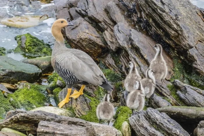 Framed Print : Adult female upland goose (Chloephaga picta leucoptera) with goslings at Carcass Island, Falkland Islands, U. K. Overseas Protectorate, South America Framed Print : Adult female upland goose (Chloephaga picta leucoptera) with goslings at Carcass Island, Falkland Islands, U. K. Overseas Protectorate, South America