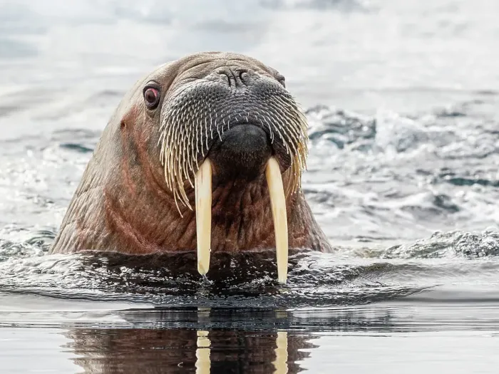 Framed Print : Adult female walrus (Odobenus rosmarus) swimming near ice floes near Storoya, Svalbard, Norway, Europe Framed Print : Adult female walrus (Odobenus rosmarus) swimming near ice floes near Storoya, Svalbard, Norway, Europe